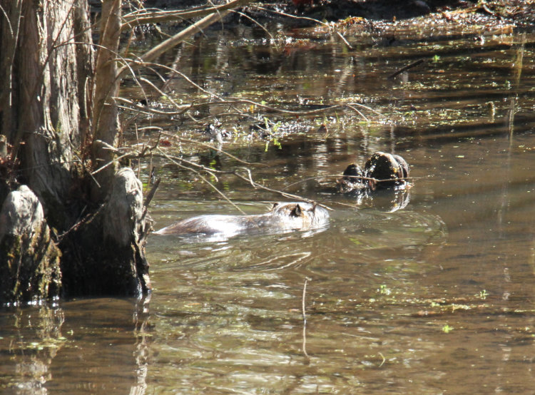 North American beaver Castor canadensis departing through channel