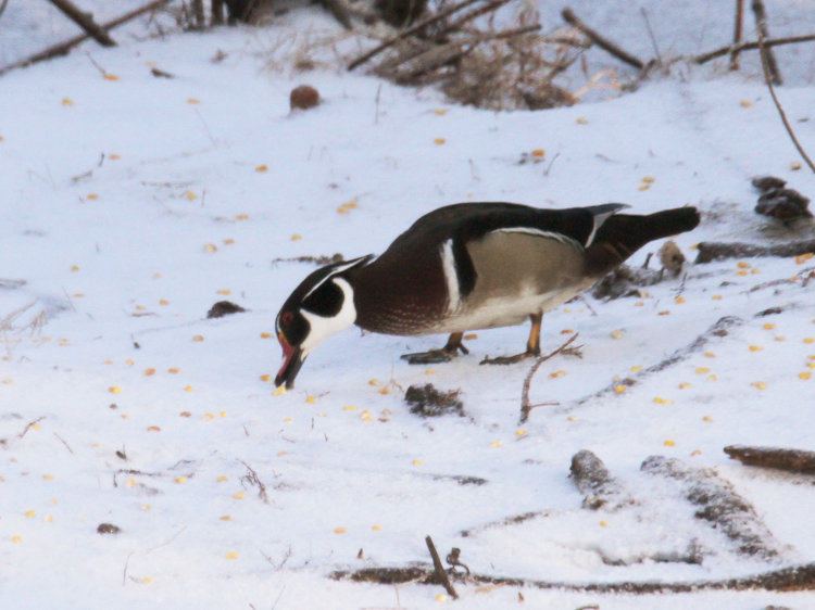 male wood duck Aix sponsa snagging a kernel of corn