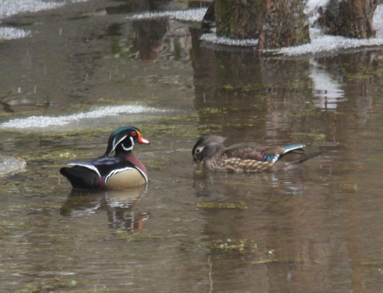 tighter version of previous image with wood duck pair Aix sponsa showing still failing rain