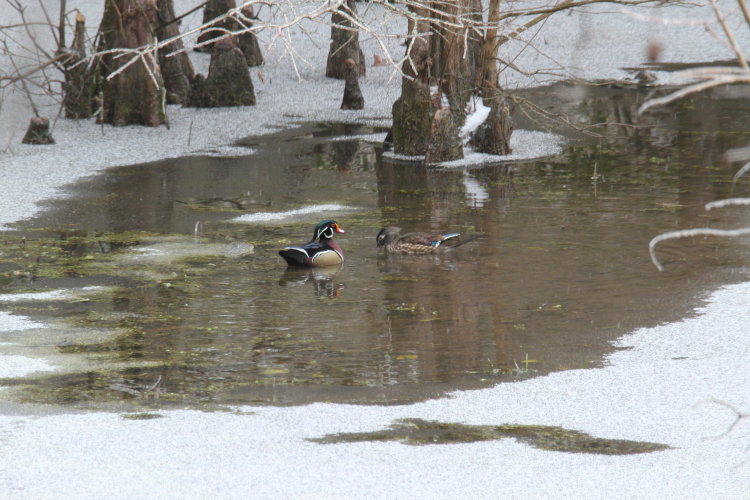 male and female wood duck Aix sponsa in small open water patch on pond during freezing rain storm