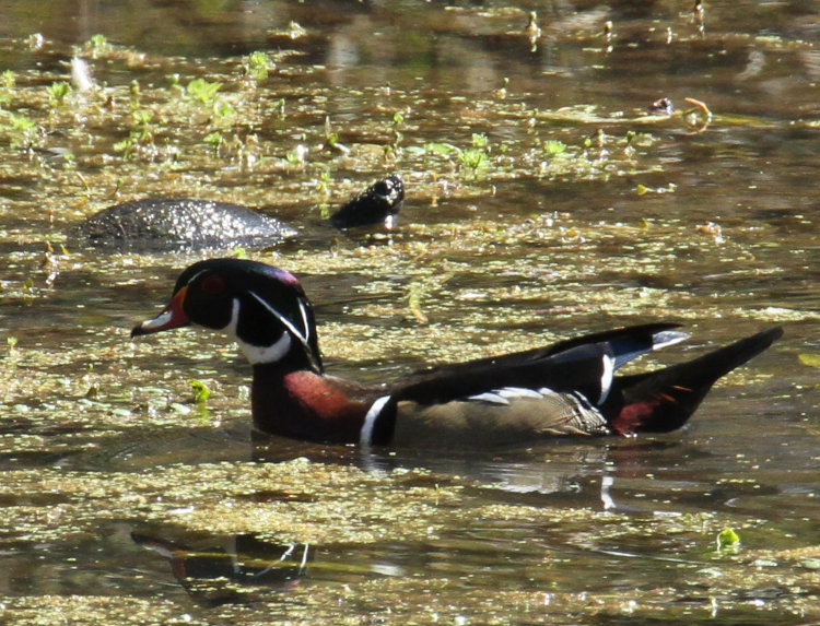 wood duck Aix sponsa cruising past yellow-bellied slider Trachemys scripta scripta on backyard pond