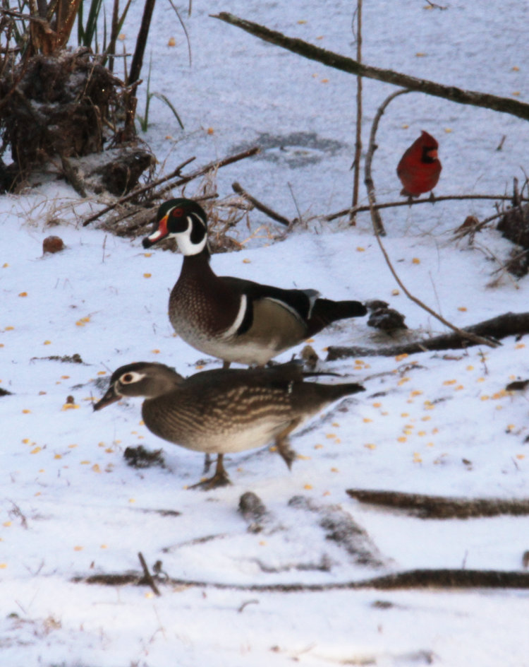 wood duck Aix sponsa pair with male northern cardinal Cardinalis cardinalis on snow-pack of backyard