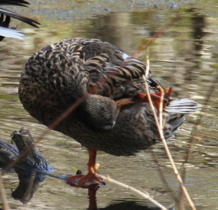 female mallard Anas platyrhynchos preening under highly raised leg