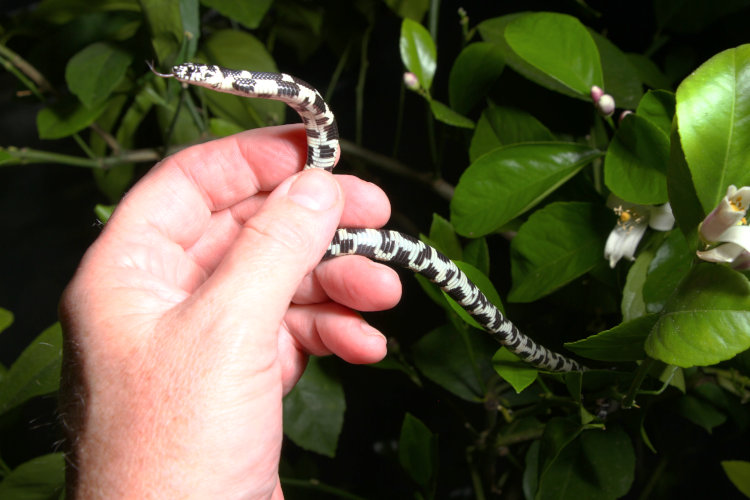 juvenile eastern kingsnake Lampropeltis getula in author's hand showing belly coloration