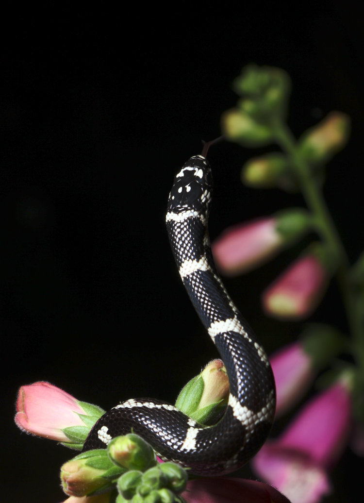 juvenile eastern kingsnake Lampropeltis getula extending vertically from Pink Panther foxglove Digitalis x ‘Pink Panther’
