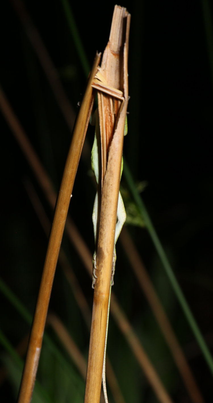 Carolina anole Anolis carolinensis sleeping vertically on back side of water reed