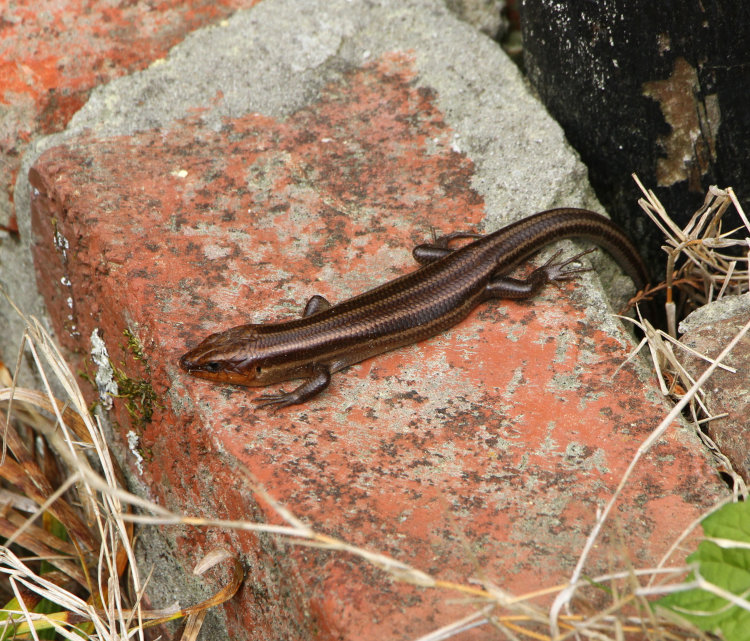 female American five-lined skink Plestiodon fasciatus basking on bricks at base of lamp post