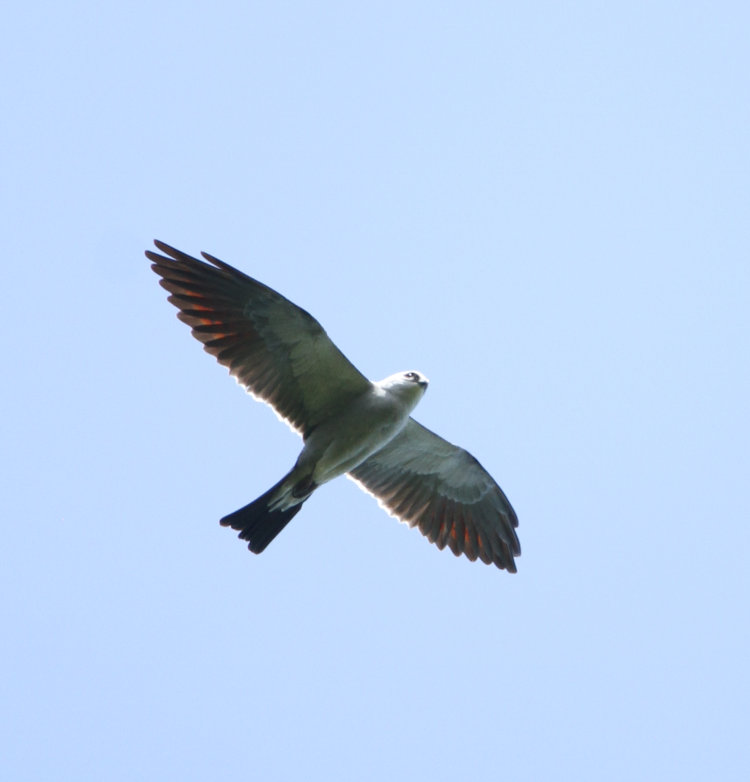 confirmed Mississippi kite Ictinia mississippiensis flying overhead