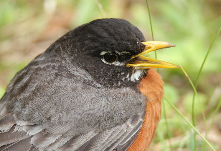 suspected juvenile American robin Turdus migratorius just chilling in the yard