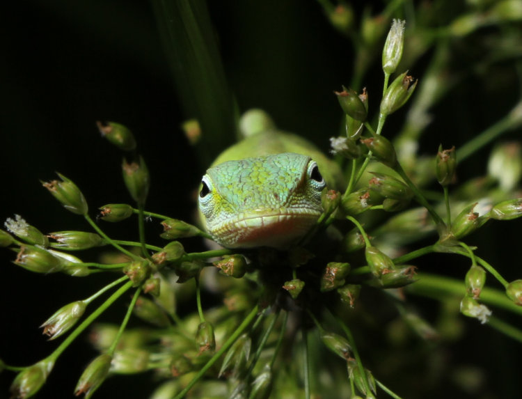 head-on view of Carolina anole Anolis carolinensis trying to sleep on flower cluster