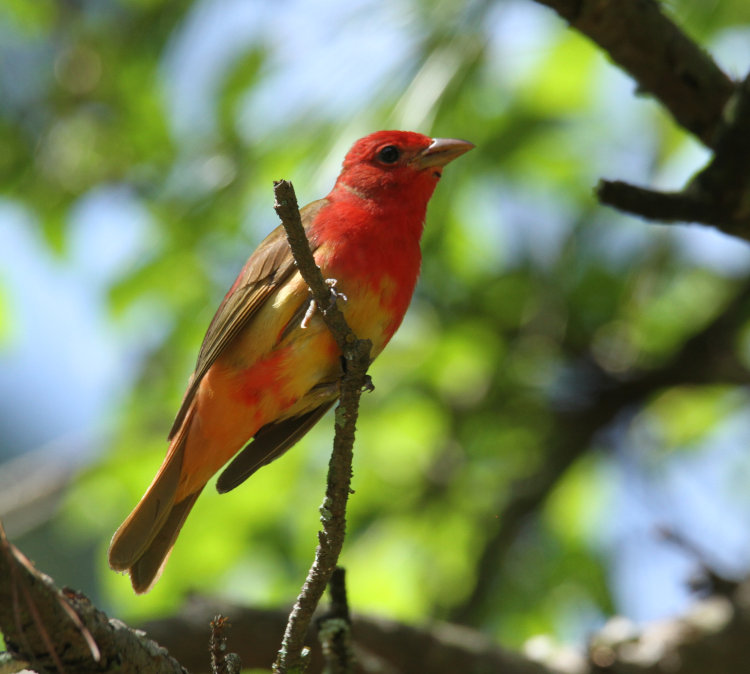 juvenile summer tanager Piranga rubra showing color changes between immature and adult