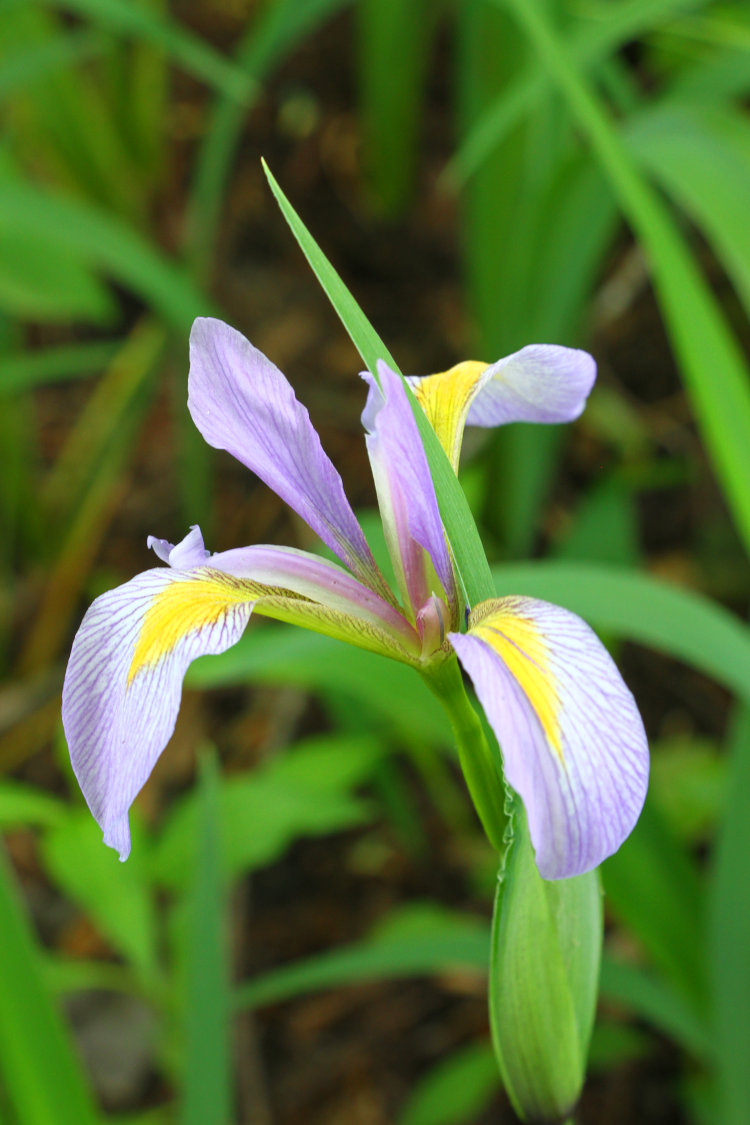 blossom of blue flag iris Iris versicolor