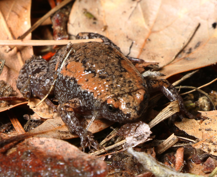 eastern narrow-mouthed toad Gastrophryne carolinensis in studio setting