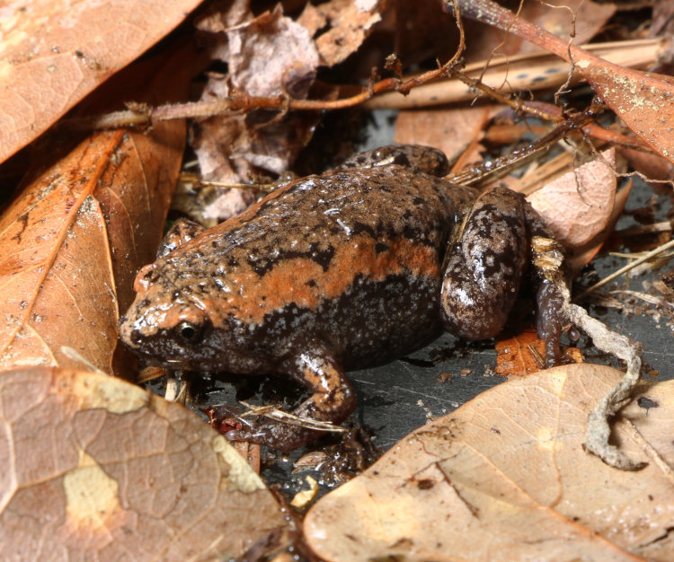 eastern narrow-mouthed toad Gastrophryne carolinensis in studio setting