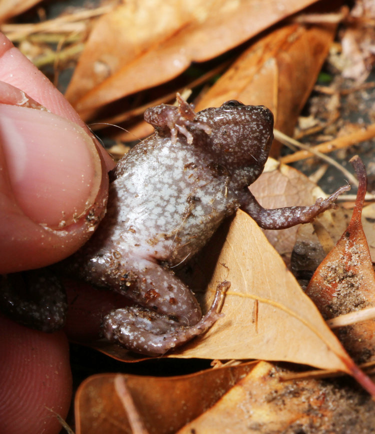 underside and underlegs of eastern narrow-mouthed toad Gastrophryne carolinensis held in author's hand