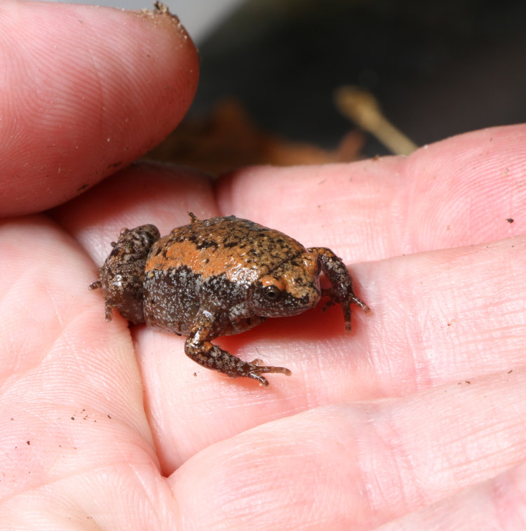 eastern narrow-mouthed toad Gastrophryne carolinensis in author's hand for scale