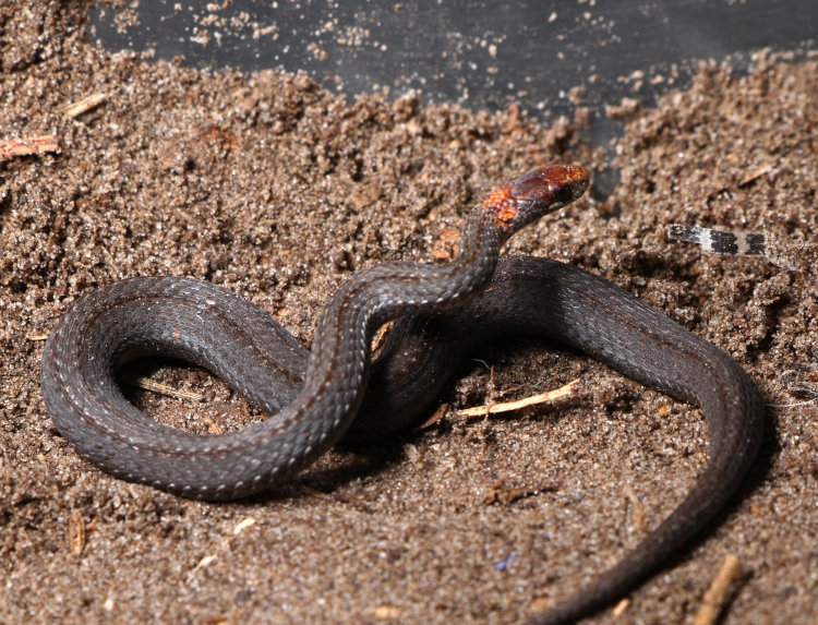 red-bellied snake Storeria occipitomaculata in studio setting