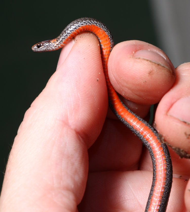 red-bellied snake Storeria occipitomaculata held vertically in author's hand to show scale and namesake coloration