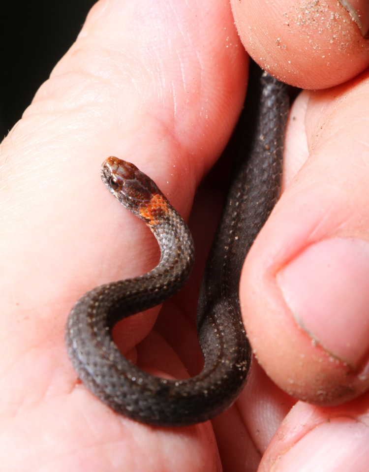 red-bellied snake Storeria occipitomaculata held in author's hand