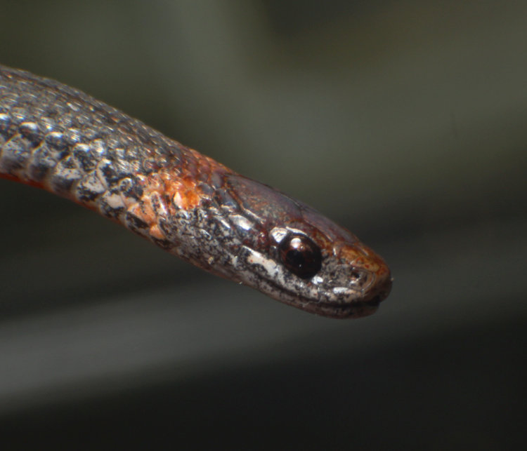 closeup of red-bellied snake Storeria occipitomaculata head faintly showing habit of flattening upper 'lip' or jaw