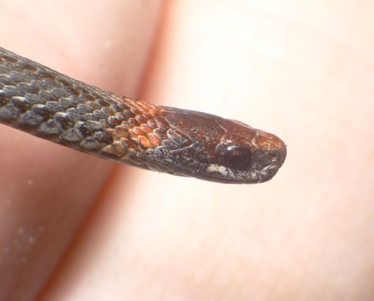 closeup of red-bellied snake Storeria occipitomaculata in author's hand