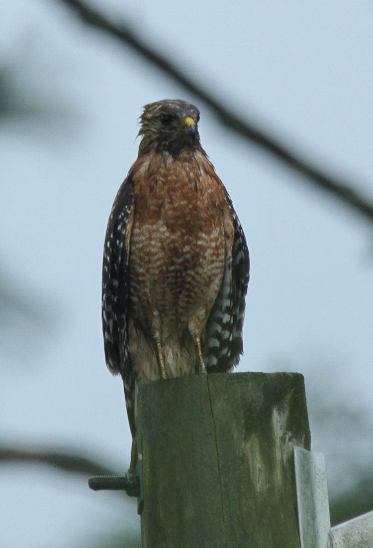 soaking wet red-shouldered hawk Buteo lineatus perched atop light pole during long downpour