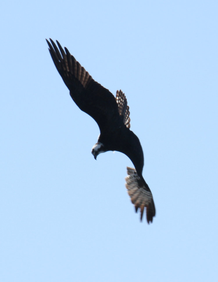 osprey Pandion haliaetus twisting in steep dive