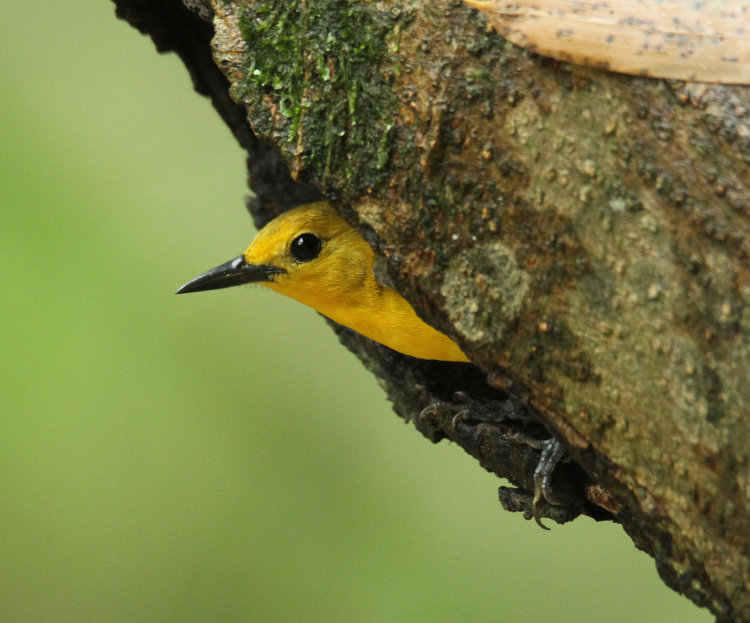 prothonotary warbler Protonotaria citrea peering from nest in tree cleft