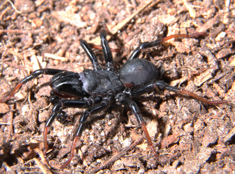 male Atlantic purseweb spider Sphodros atlanticus slightly overexposed