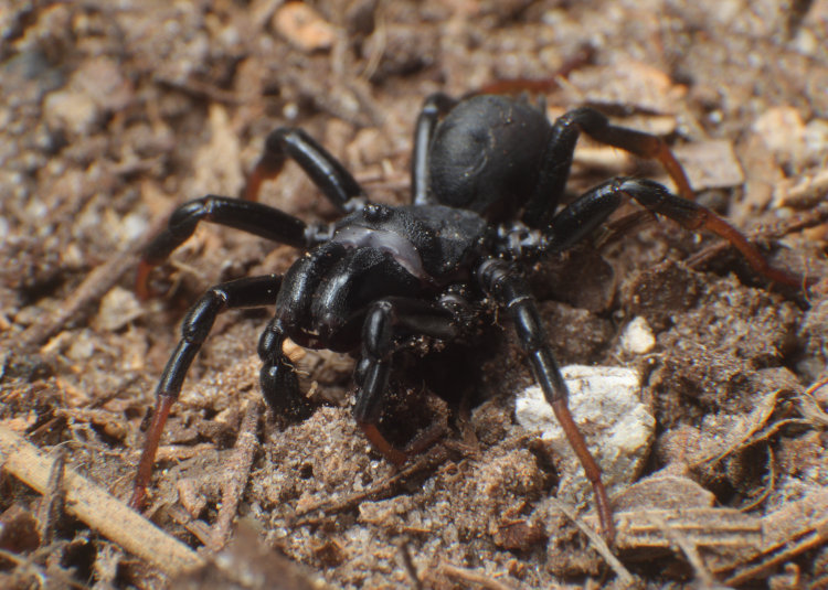 frontal view of male Atlantic purseweb spider Sphodros atlanticus showing pedipalps and chelicerae