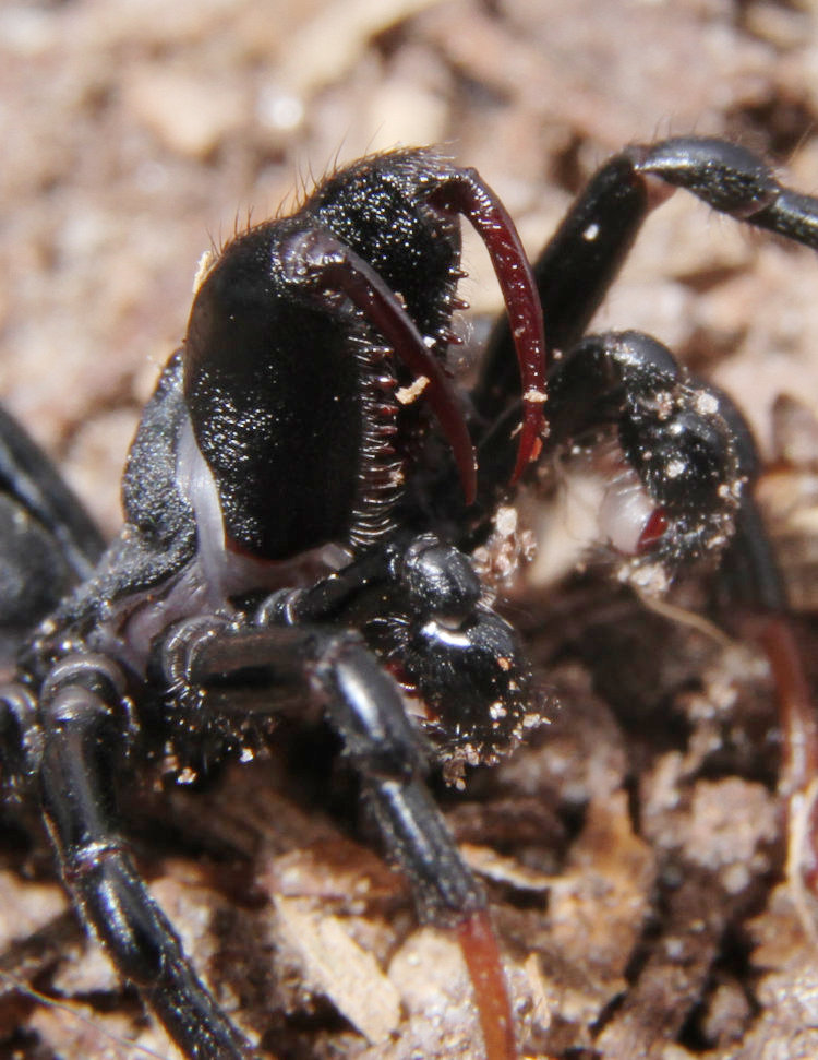 male Atlantic purseweb spider Sphodros atlanticus in defensive pose clearly showing chelicerae and fangs