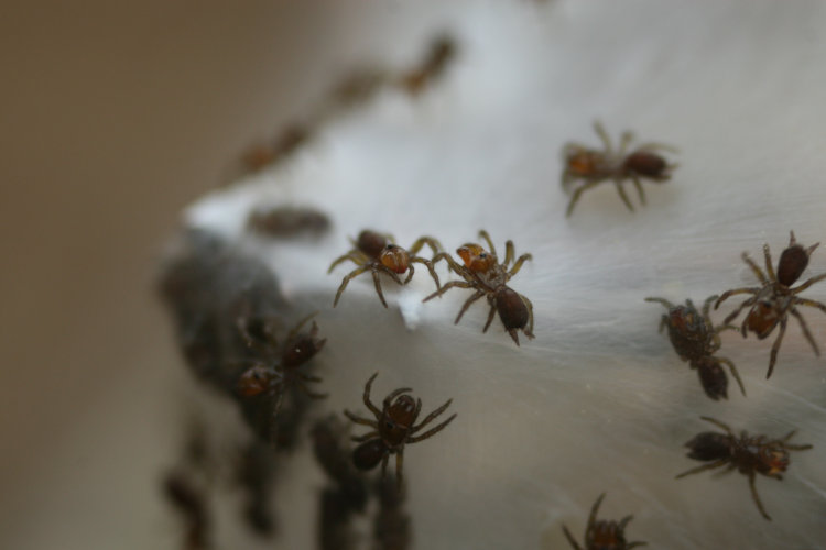 brood nest of newborn likely purseweb spiders, Family Atypidae