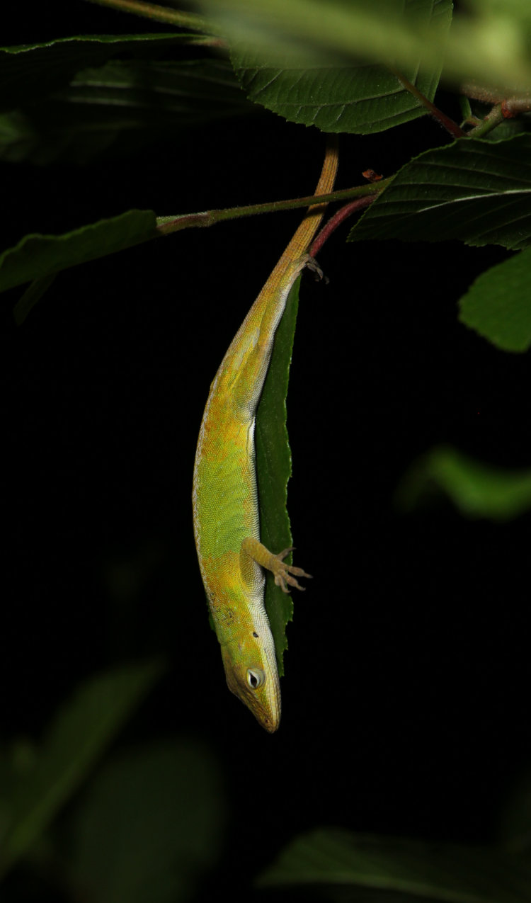 small Carolina anole Anolis carolinensis sleeping suspended vertically, head down, from a leaf