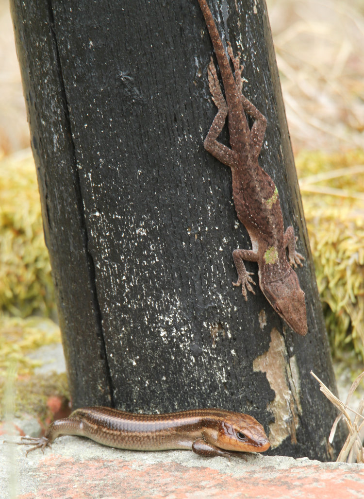 male Carolina anole Anolis carolinensis perched next to female American five-lined akink Plestiodon fasciatus on base of lamp post