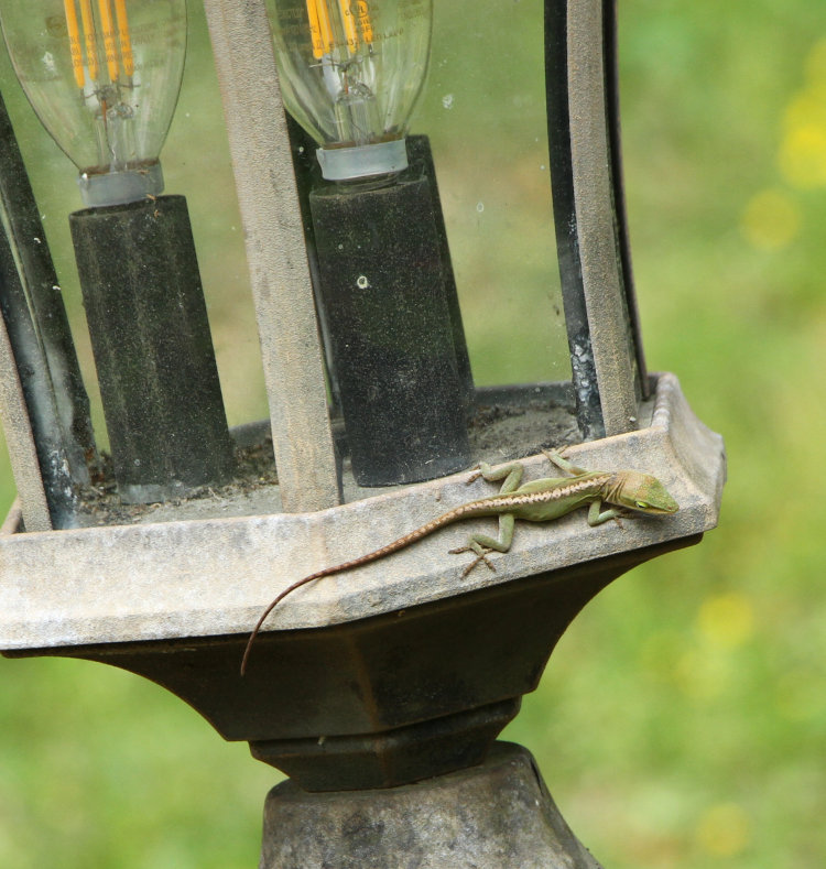 Carolina anole Anolis carolinensis clinging to post lamp