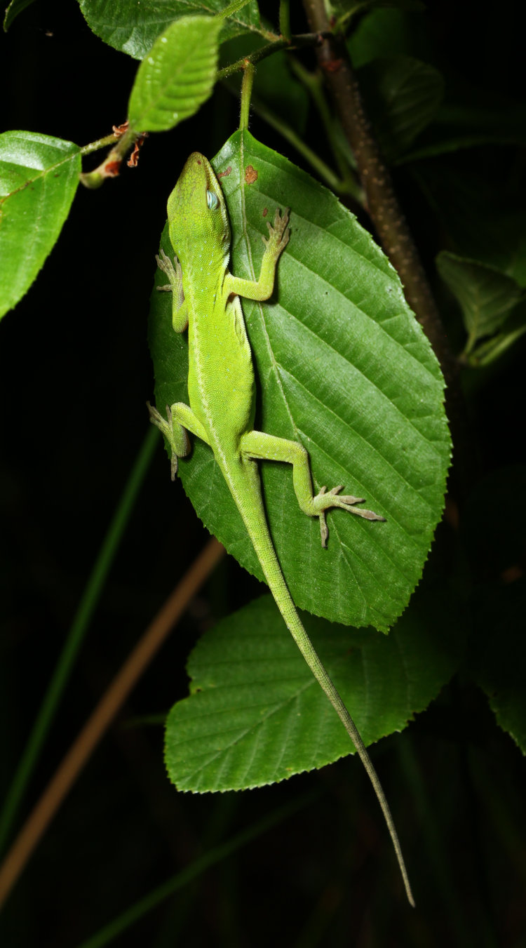 small Carolina anole Anolis carolinensis sleeping while clinging to a leaf vertically