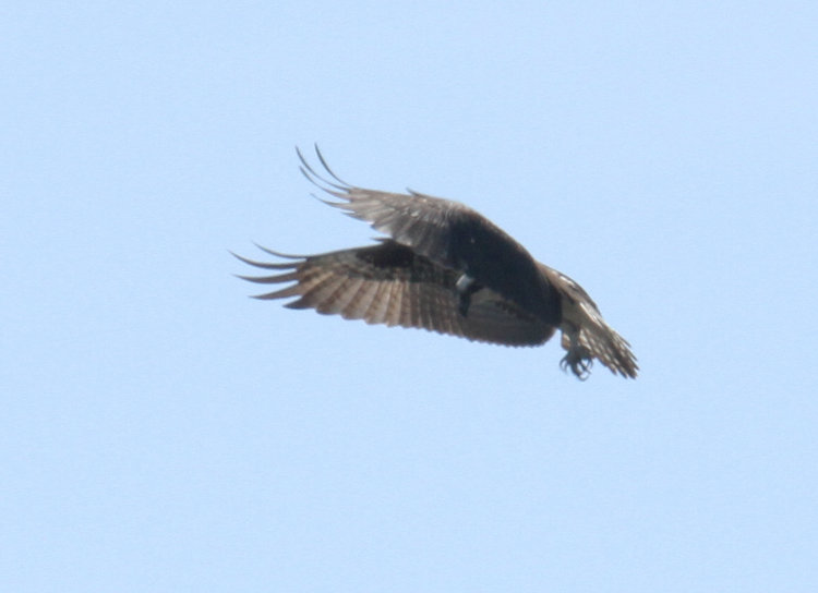 osprey Pandion haliaetus backing in air before beginning stoop after fish