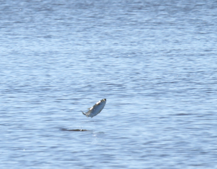 unidentified fish clearing water during jump