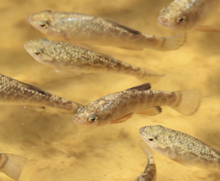 school of unidentified fry close to shore in Pamlico River