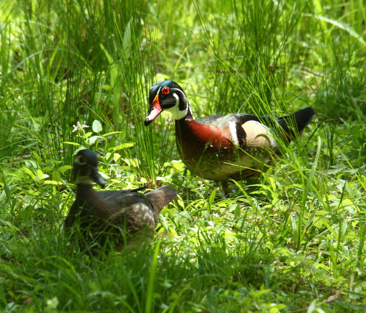 male and female wood duck Aix sponsa venturing down into backyard