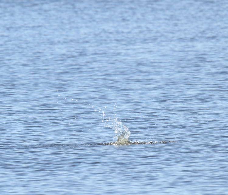 splash from recently jumping fish