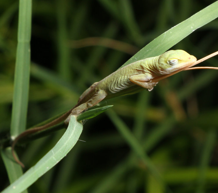 newborn Carolina anole Anolis carolinensis sleeping on a weed stem