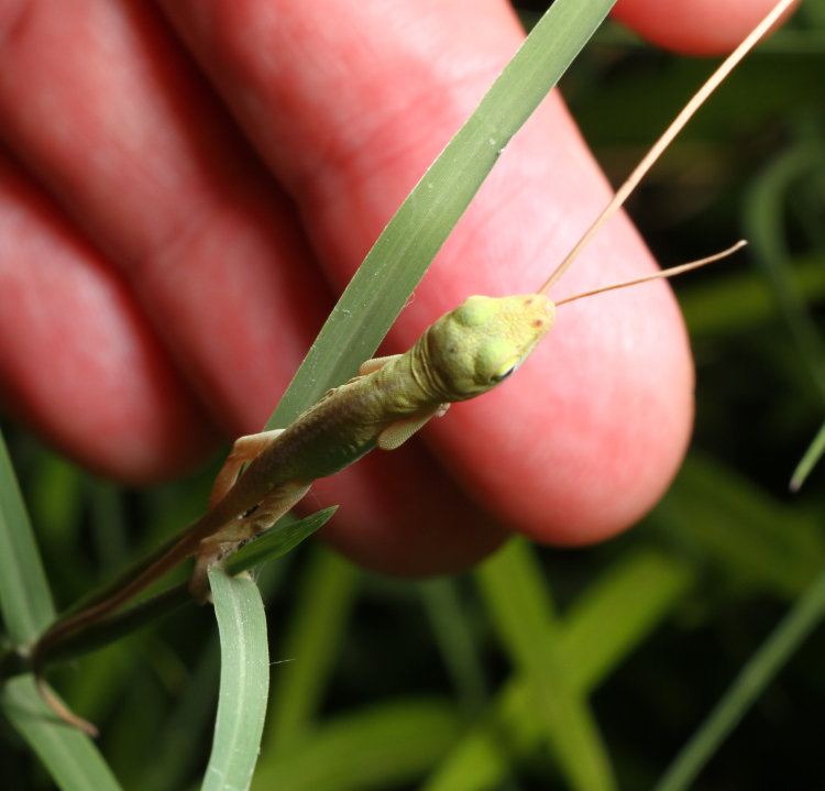 newborn Carolina anole Anolis carolinensis sleeping on weed stem with author's fingers behind for scale