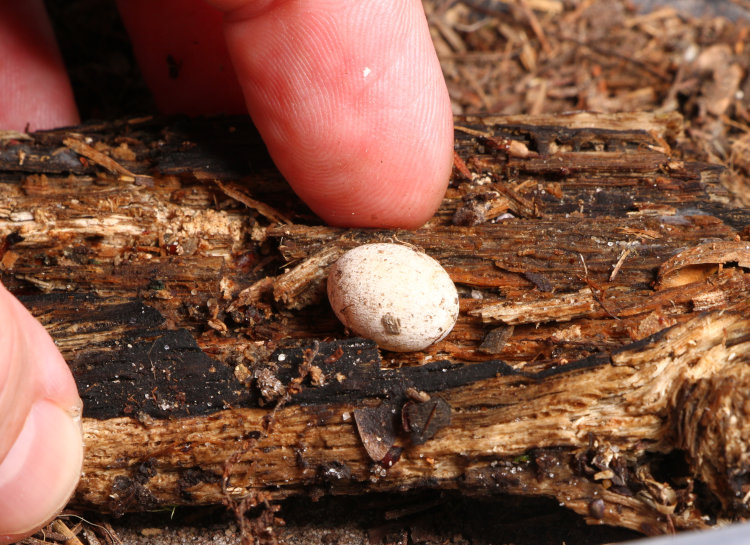 egg of likely Carolina anole Anolis carolinensis with author's fingers for scale