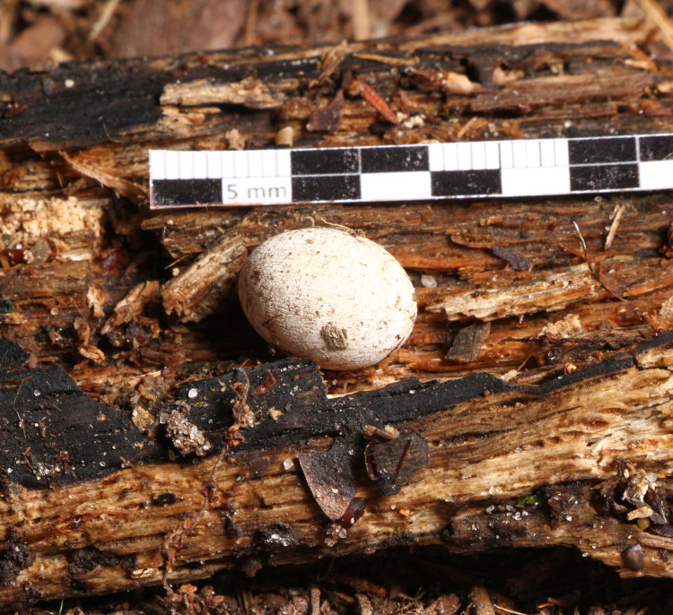 egg of likely Carolina anole Anolis carolinensis with millimeter scale