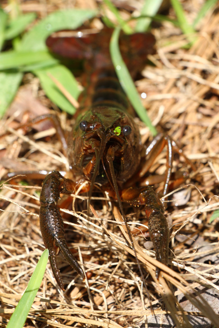 head-on view of unidentified crayfish on lawn after rescuing from wastebasket
