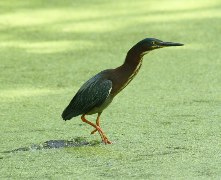 green heron Butorides virescens stalking forward slowly on submerged branch