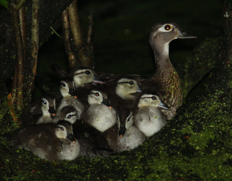 mother wood duck Aix sponsa on Turtle Island with at least nine of her brood of ducklings