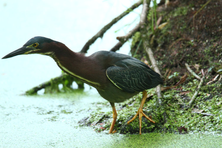 green heron Butorides virescens hunting off of the edge of Duck Island