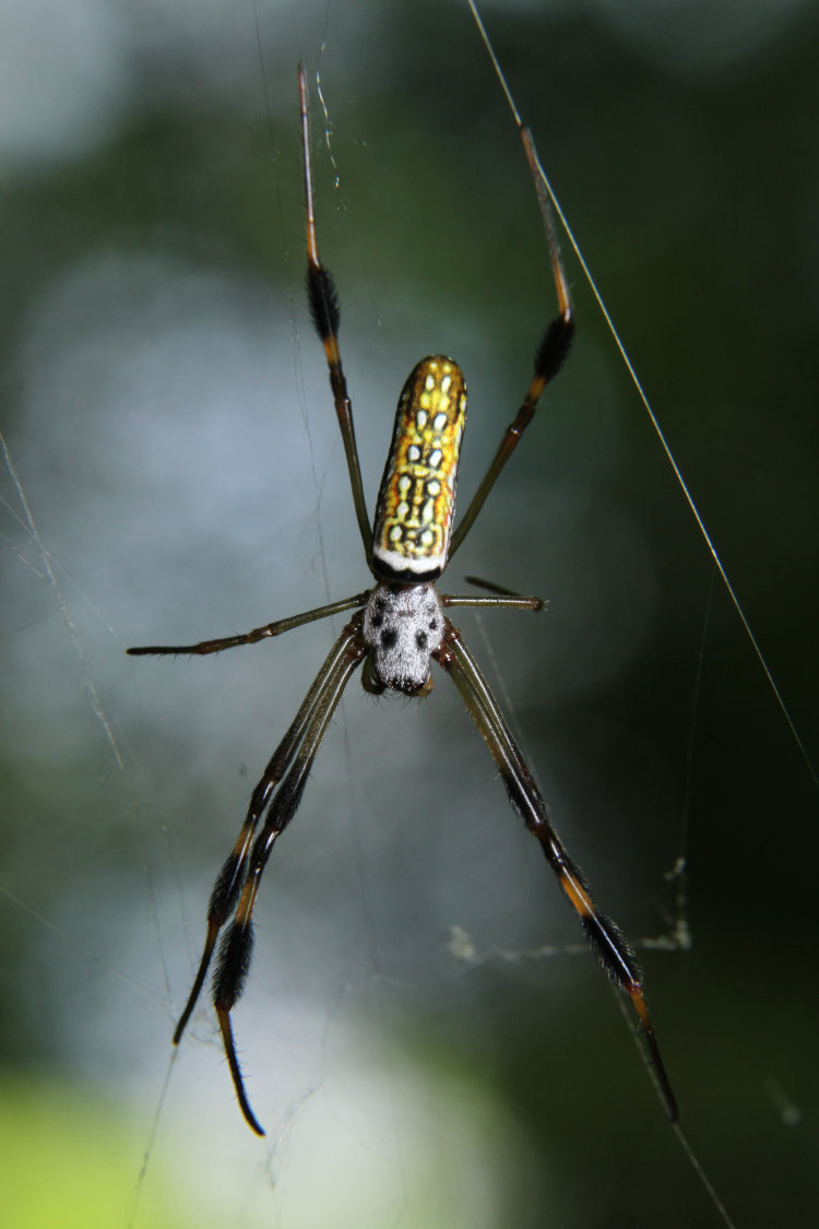 juvenile golden silk orbweaver Trichonephila clavipes in web